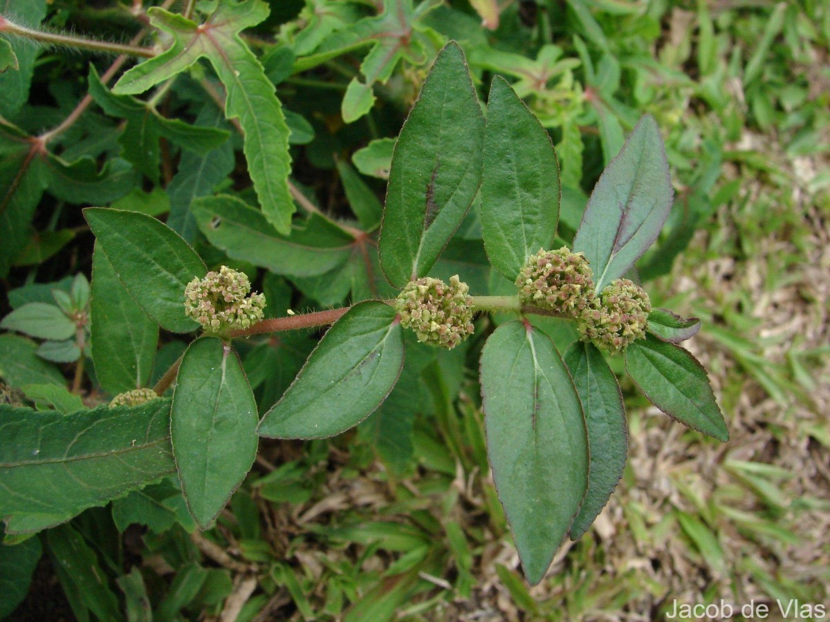 Euphorbia hirta L.